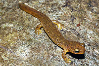 Southern Torrent Salamander