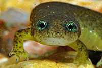 Southern Torrent Salamander larva