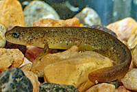 Southern Torrent Salamander larva