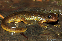 Southern Torrent Salamander