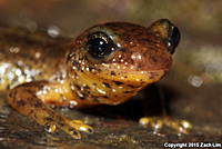 Southern Torrent Salamander