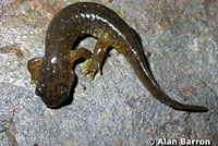 Southern Torrent Salamander