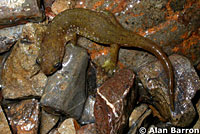 Southern Torrent Salamander larva