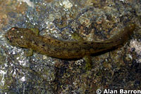 Southern Torrent Salamander larva