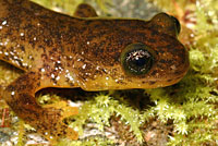 Southern Torrent Salamander