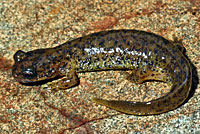 Southern Torrent Salamander