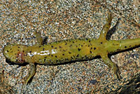 Southern Torrent Salamander