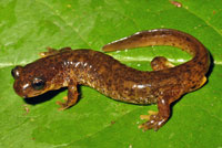 Southern Torrent Salamander