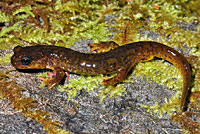 Southern Torrent Salamander