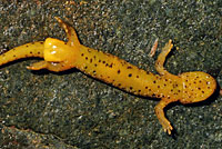 Southern Torrent Salamander