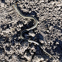 Diablo Range Gartersnake