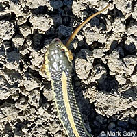 Diablo Range Gartersnake