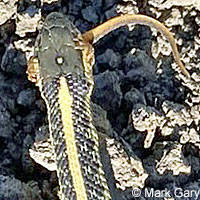 Diablo Range Gartersnake