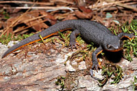 Rough-skinned Newt