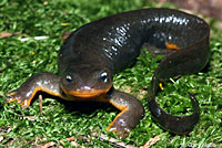 Rough-skinned Newt