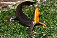 Rough-skinned Newt
