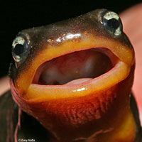 Rough-skinned Newt