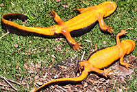 Rough-skinned Newt