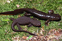 Rough-skinned Newt
