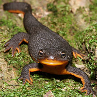 Rough-skinned Newt