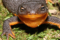 Rough-skinned Newt