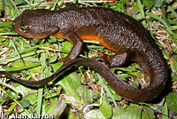 Rough-skinned Newt