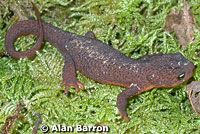 Rough-skinned Newt
