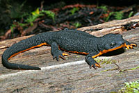 newt