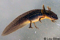 Rough-skinned Newt larva