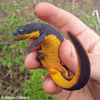 Rough-skinned Newt