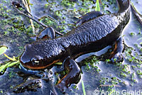 Rough-skinned Newt