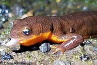 Rough-skinned Newts