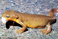 Rough-skinned Newts