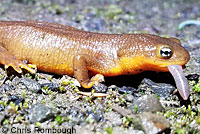 Rough-skinned Newts