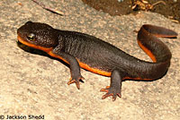 Rough-skinned Newt