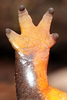 Rough-skinned Newt foot