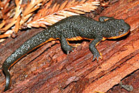 Rough-skinned Newt