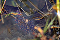 Rough-skinned Newts