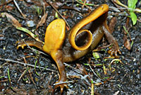 Rough-skinned Newt