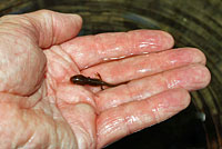 Red-bellied Newt larva