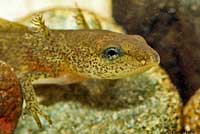 Red-bellied Newt larva