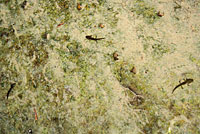 Red-bellied Newt larvae