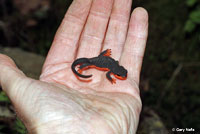 Red-bellied Newt