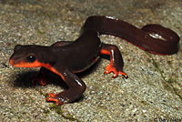 Red-bellied Newt