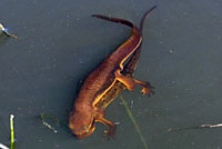 California Newts