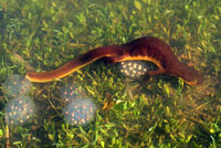 California Newt