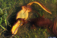 California Newts