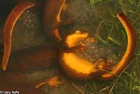 California Newts