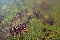 California Newts