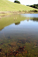 California Newts